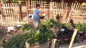 Livelihood Promotion